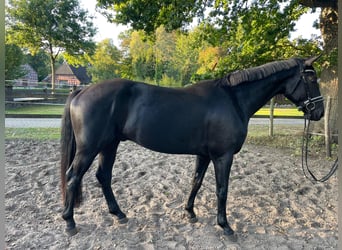 Hannoveraner, Wallach, 4 Jahre, 168 cm, Rappe