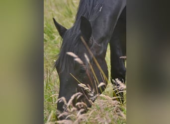 Hannoveraner, Wallach, 4 Jahre, 168 cm, Rappe