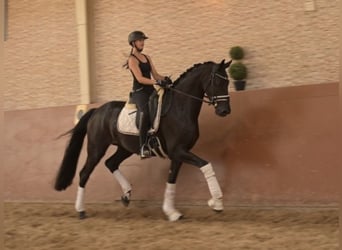 Hannoveraner, Wallach, 4 Jahre, 168 cm, Rappe