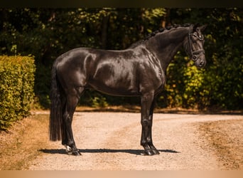 Hannoveraner, Wallach, 4 Jahre, 168 cm, Rappe