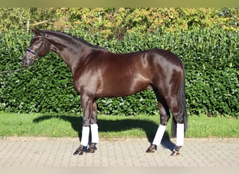 Hannoveraner, Wallach, 4 Jahre, 168 cm, Rappe