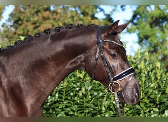 Hannoveraner, Wallach, 4 Jahre, 168 cm, Rappe