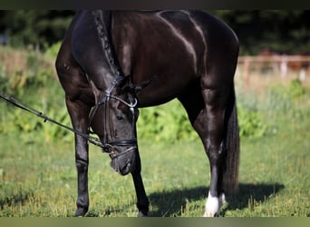 Hannoveraner, Wallach, 4 Jahre, 168 cm, Rappe