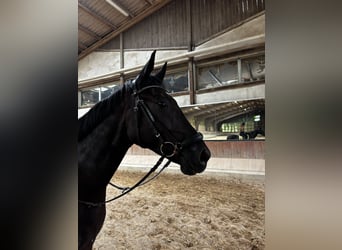 Hannoveraner, Wallach, 4 Jahre, 168 cm, Rappe