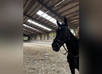 Hannoveraner, Wallach, 4 Jahre, 168 cm, Rappe