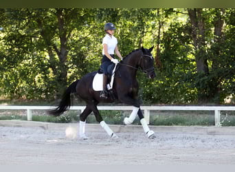 Hannoveraner, Wallach, 4 Jahre, 168 cm, Rappe