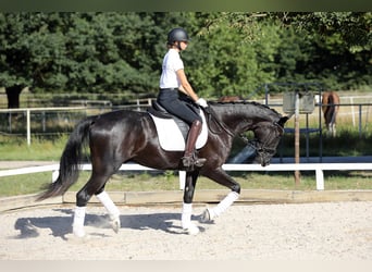 Hannoveraner, Wallach, 4 Jahre, 168 cm, Rappe