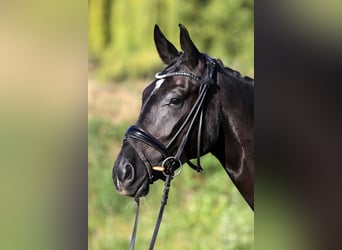 Hannoveraner, Wallach, 4 Jahre, 168 cm, Rappe