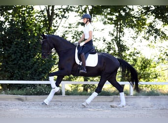 Hannoveraner, Wallach, 4 Jahre, 168 cm, Rappe