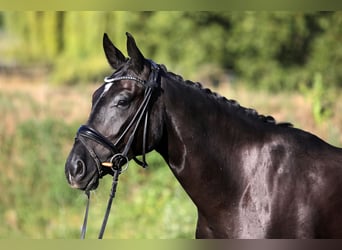 Hannoveraner, Wallach, 4 Jahre, 168 cm, Rappe