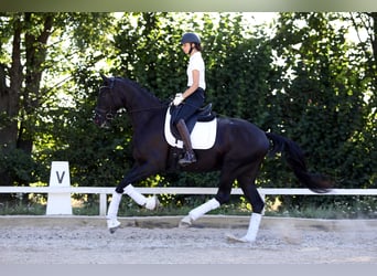 Hannoveraner, Wallach, 4 Jahre, 168 cm, Rappe