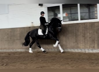 Hannoveraner, Wallach, 4 Jahre, 168 cm, Rappe