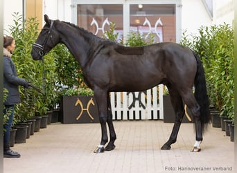 Hannoveraner, Wallach, 4 Jahre, 168 cm, Rappe