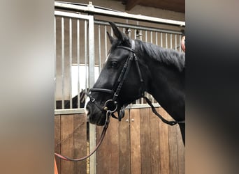 Hannoveraner, Wallach, 4 Jahre, 168 cm, Rappe