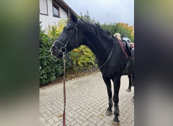 Hannoveraner, Wallach, 4 Jahre, 168 cm, Rappe