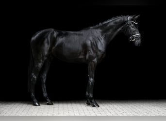 Hannoveraner, Wallach, 4 Jahre, 168 cm, Rappe