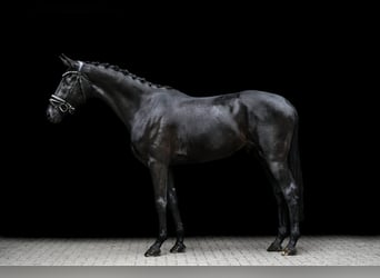 Hannoveraner, Wallach, 4 Jahre, 168 cm, Rappe