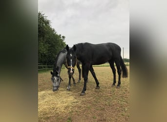 Hannoveraner, Wallach, 4 Jahre, 168 cm, Rappe