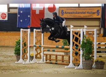 Hannoveraner, Wallach, 4 Jahre, 168 cm, Rappe