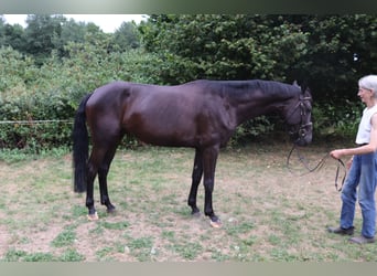 Hannoveraner, Wallach, 4 Jahre, 168 cm, Rappe