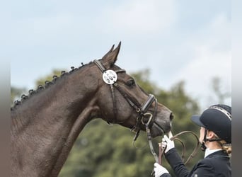 Hannoveraner, Wallach, 4 Jahre, 168 cm, Schwarzbrauner