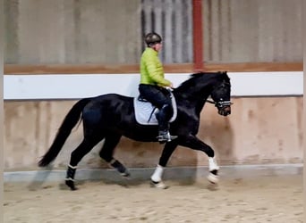 Hannoveraner, Wallach, 4 Jahre, 168 cm, Schwarzbrauner