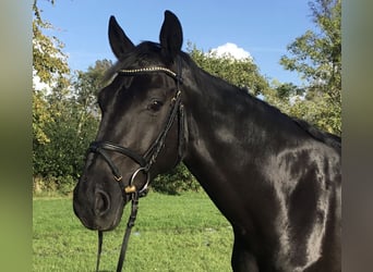 Hannoveraner, Wallach, 4 Jahre, 168 cm, Schwarzbrauner