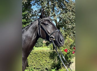 Hannoveraner, Wallach, 4 Jahre, 168 cm, Schwarzbrauner