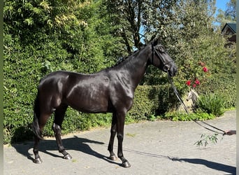 Hannoveraner, Wallach, 4 Jahre, 168 cm, Schwarzbrauner