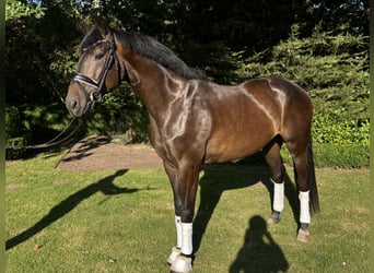 Hannoveraner, Wallach, 4 Jahre, 168 cm, Schwarzbrauner