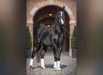 Hannoveraner, Wallach, 4 Jahre, 168 cm, Schwarzbrauner