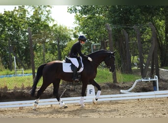 Hannoveraner, Wallach, 4 Jahre, 168 cm, Schwarzbrauner