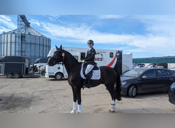 Hannoveraner, Wallach, 4 Jahre, 168 cm, Schwarzbrauner