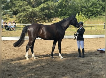 Hannoveraner, Wallach, 4 Jahre, 168 cm, Schwarzbrauner