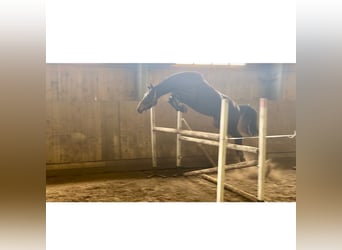 Hannoveraner, Wallach, 4 Jahre, 168 cm, Schwarzbrauner