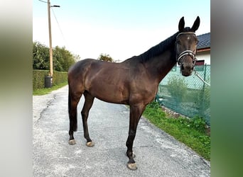 Hannoveraner, Wallach, 4 Jahre, 168 cm, Schwarzbrauner