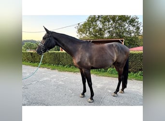 Hannoveraner, Wallach, 4 Jahre, 168 cm, Schwarzbrauner