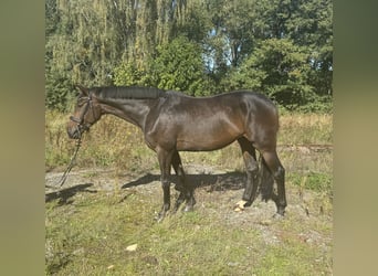 Hannoveraner, Wallach, 4 Jahre, 168 cm