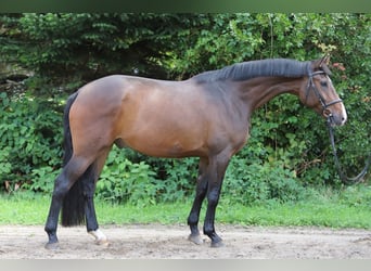 Hannoveraner, Wallach, 4 Jahre, 169 cm, Brauner