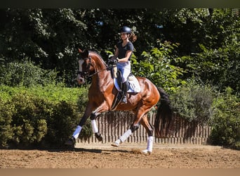 Hannoveraner, Wallach, 4 Jahre, 169 cm, Brauner