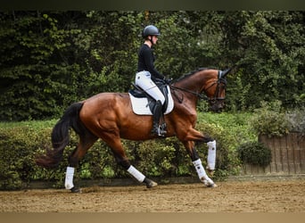 Hannoveraner, Wallach, 4 Jahre, 169 cm, Brauner