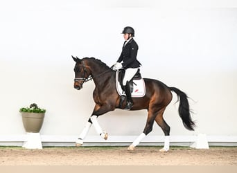 Hannoveraner, Wallach, 4 Jahre, 169 cm, Brauner