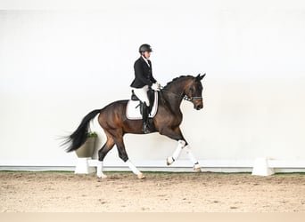 Hannoveraner, Wallach, 4 Jahre, 169 cm, Brauner