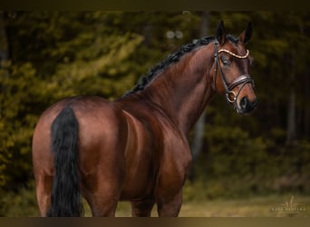 Hannoveraner, Wallach, 4 Jahre, 169 cm, Brauner