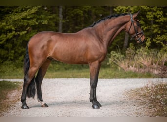 Hannoveraner, Wallach, 4 Jahre, 169 cm, Brauner