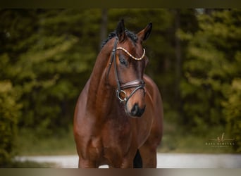 Hannoveraner, Wallach, 4 Jahre, 169 cm, Brauner