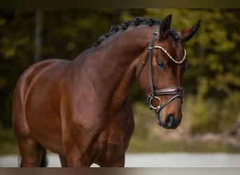 Hannoveraner, Wallach, 4 Jahre, 169 cm, Brauner