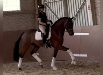 Hannoveraner, Wallach, 4 Jahre, 169 cm, Brauner