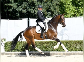 Hannoveraner, Wallach, 4 Jahre, 169 cm, Dunkelbrauner