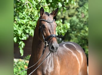 Hannoveraner, Wallach, 4 Jahre, 169 cm, Dunkelbrauner